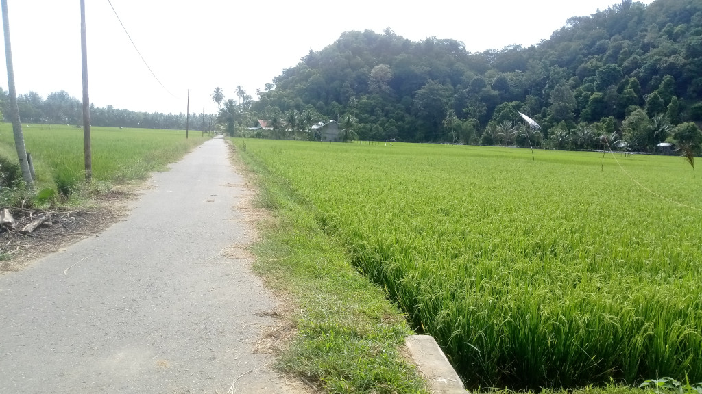 Potensi Pertanian, Jln menuju Persawahan masyarakat,Kelautan dan Wisata